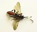 Ichneumon ultimus female