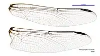 Male wings