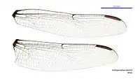 Male wings