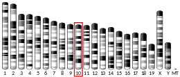 Chromosome 10 (mouse)