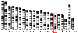 Chromosome 16 (mouse)