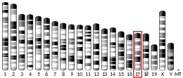 Chromosome 17 (mouse)