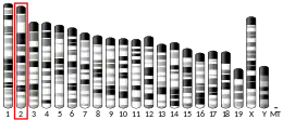 Chromosome 2 (mouse)