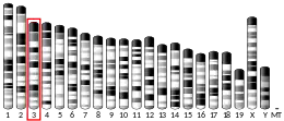 Chromosome 3 (mouse)