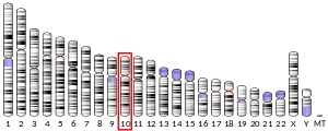 Chromosome 10 (human)