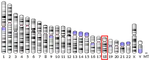 Chromosome 18 (human)