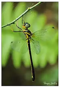 Idionyx gomantakensis female