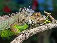 Green iguana