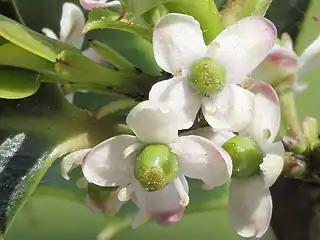 Other holly plants only have 'female' flowers that produce ovules.