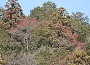 Individuals in a forest in Japan