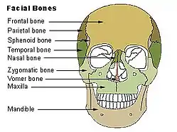 Facial bones.