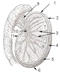 Testis cross section