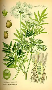 Cowbane or water hemlock, Cicuta virosa (virulent poison)