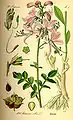 Illustration from Flora von Deutschland, Österreich und der Schweiz 1885