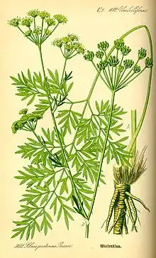 A botanical illustration of Silaum silaus