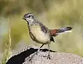 An immature Drakensberg rockjumper