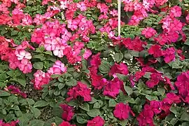 Impatiens, Busy Lizzie - Impatiens wallerana