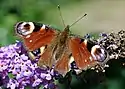 Peacock butterfly showing eyespots