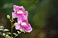 Incarvillea sinensis