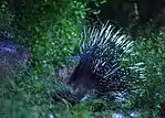 Indian crested porcupine Rao Jodha Jodhpur Rajasthan