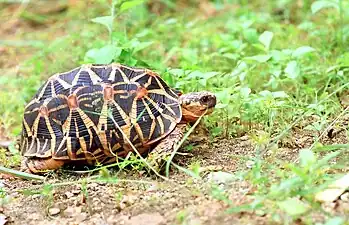 Lateral view