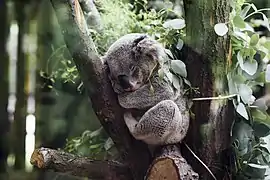 Koala