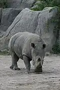 Rhinoceros.