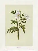 Botanical illustration