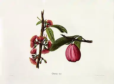 Indigenous Flowers of the Hawaiian Islands, Plate 41