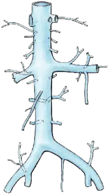 Inferior vena cava