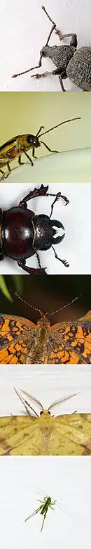 Image 17Evolution has produced astonishing variety of appendages in insects, such as these antennae. (from Evolution of insects)