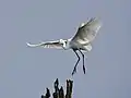 Descending to perch, Kabini River, India