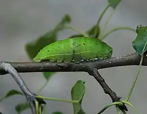 Caterpillar