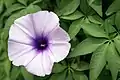 Ipomoea cairica