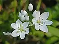 Allium neapolitanum