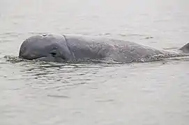 Irrawaddy dolphin