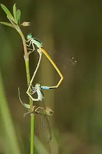 Ischnura rubilio mating pair