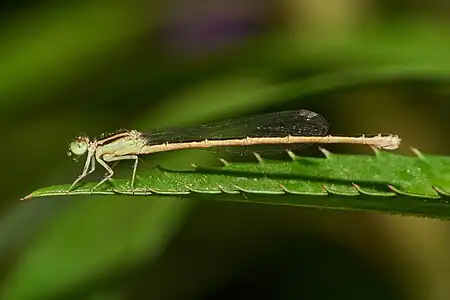 Ischnura rubilio female