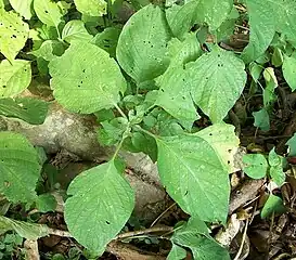 close-up of the seedlings