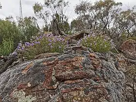 habitat