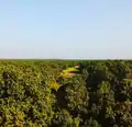 Endless forest in a flat landscape. Nowadays a rare sight.