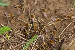 Males in a mating cluster