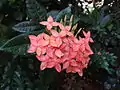 Pink orange ixora