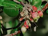 Flowers and flower buds