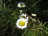 Female on daisy