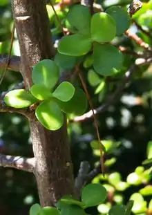 Portulacaria afra