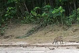 A Peruvian jaguar near the river. This population of the jaguar had been considered as a subspecies.