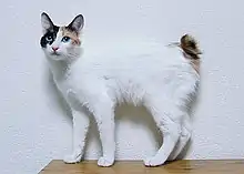 Japanese Bobtail