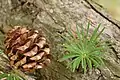 Old cone and young needles growing out of a branch