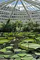 Giant waterlilies in the Victoria House